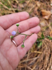 Erigeron pulchellus