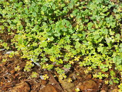 Marsilea