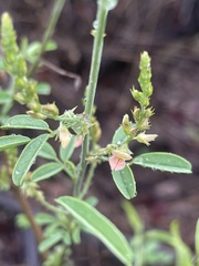 Indigofera subulata