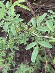 Indigofera subulata