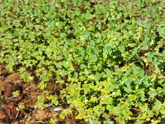 Marsilea