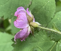Rosa gymnocarpa