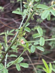 Indigofera subulata