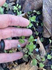 Veronica persica