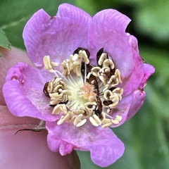 Rosa gymnocarpa