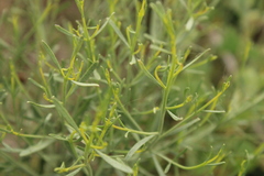 Baccharis notosergila