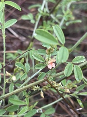 Indigofera subulata