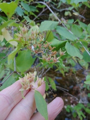 Philadelphus lewisii