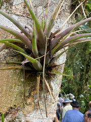 Guzmania monostachia