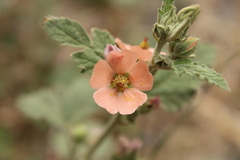 Sphaeralcea bonariensis