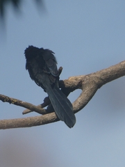 Crotophaga sulcirostris