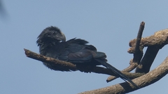 Crotophaga sulcirostris