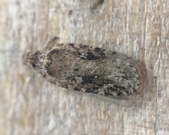 Agonopterix pulvipennella