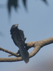 Crotophaga sulcirostris