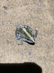 Ptychadena mossambica