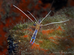 Ancylomenes pedersoni