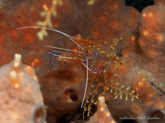 Ancylomenes pedersoni