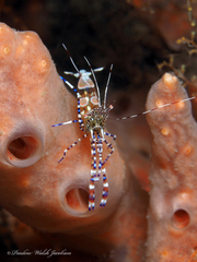 Periclimenes yucatanicus