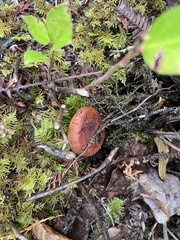 Tricholoma fulvum