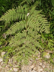 Macrothelypteris torresiana