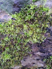 Brachythecium