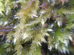 Brachythecium