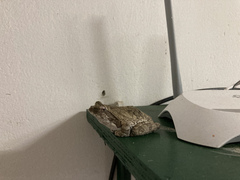 Chiromantis xerampelina