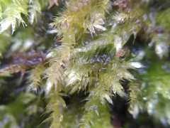 Brachythecium