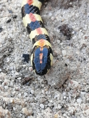 Homoroselaps lacteus