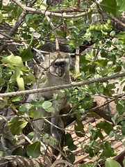 Chlorocebus pygerythrus