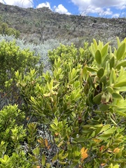 Diospyros glabra