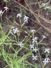 Kohautia caespitosa brachyloba