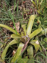 Tillandsia lajensis