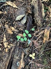 Symphoricarpos mollis