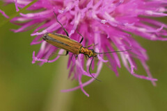 Oedemera