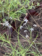 Kohautia caespitosa brachyloba