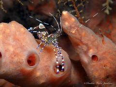 Periclimenes yucatanicus