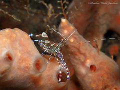 Periclimenes yucatanicus