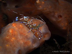 Periclimenes yucatanicus