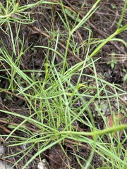 Kohautia caespitosa brachyloba