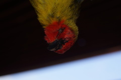 Piranga erythrocephala