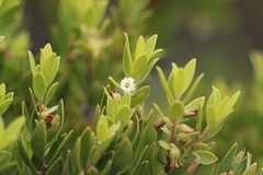 Diospyros glabra