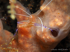 Ancylomenes pedersoni