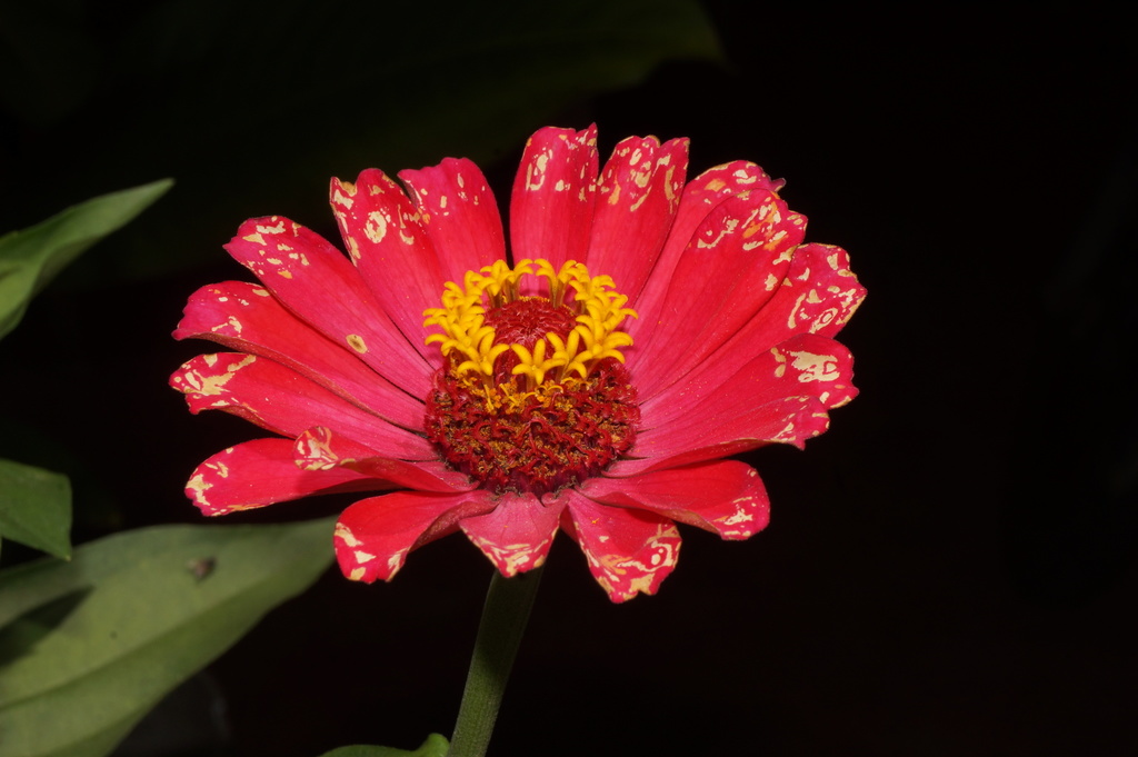 Zinnia elegans