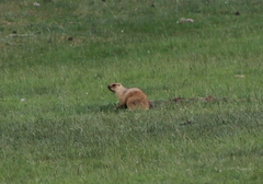 Marmota bobak