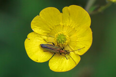 Oedemera