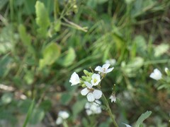 Diplotaxis erucoides