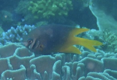 Neoglyphidodon nigroris