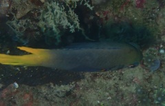 Neoglyphidodon nigroris