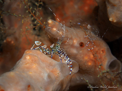 Periclimenes yucatanicus